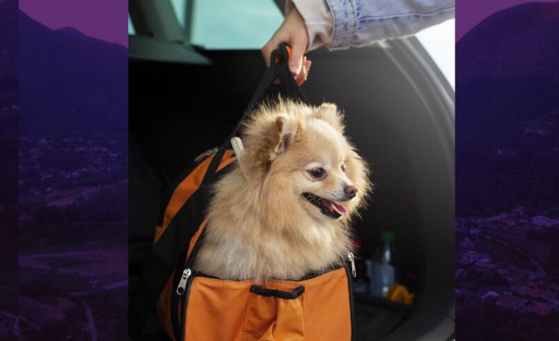 Veterinária orienta como viajar com pets nas férias com segurança