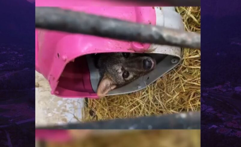 Cachorro-do-mato volta à natureza após atropelamento na RJ-116
