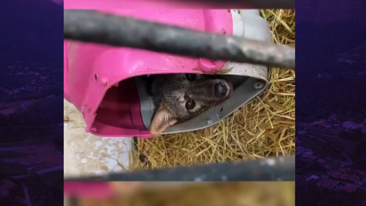Cachorro-do-mato volta à natureza após atropelamento na RJ-116
