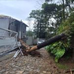 Araucária cai sobre duas casas no Parque São Clemente, em Nova Friburgo
