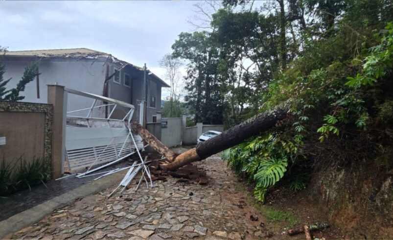 Araucária cai sobre duas casas no Parque São Clemente, em Nova Friburgo