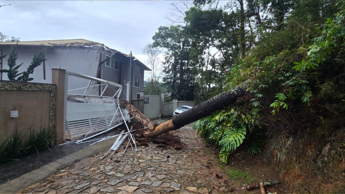 Araucária cai sobre duas casas no Parque São Clemente, em Nova Friburgo