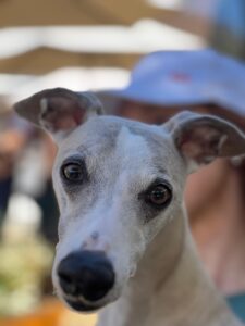 Quanto custa ter um pet? Veterinária explica gastos essenciais