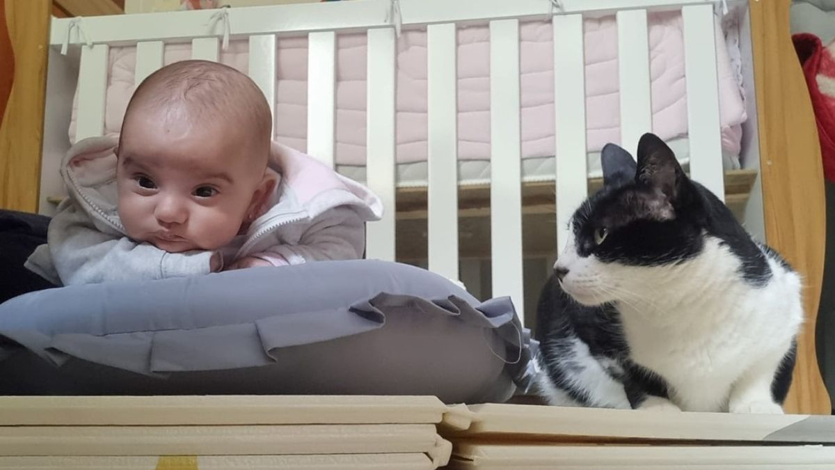 Gato e bebê podem conviver? A rotina real de Kioshy e Julia