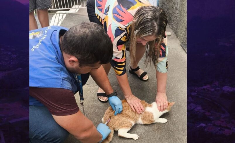 Vacinação antirrábica imuniza quase 7 mil animais em Friburgo Vacinação antirrábica imuniza quase 7 mil animais em Friburgo