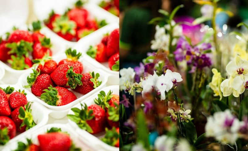 Festa do Morango com Chocolate e Festa da Flor movimentam feriado em Friburgo Festa do Morango com Chocolate e Festa da Flor movimentam feriado em Friburgo