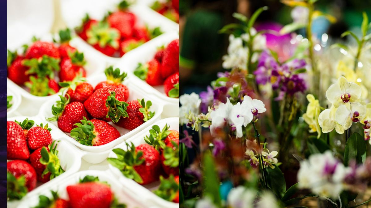 Festa do Morango com Chocolate e Festa da Flor movimentam feriado em Friburgo