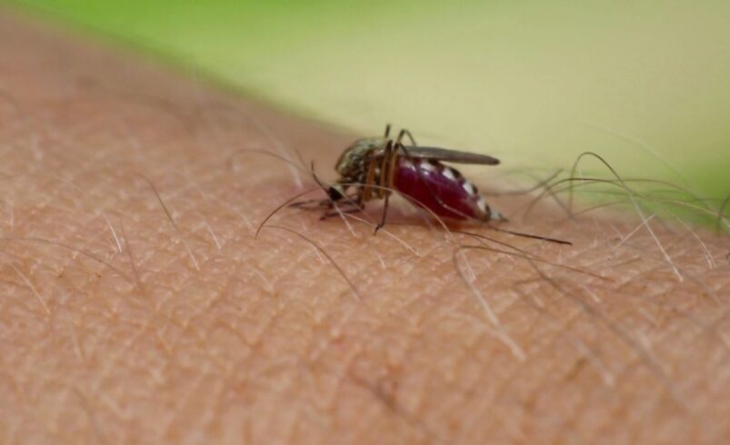 Friburgo alerta para risco de mosquito da dengue