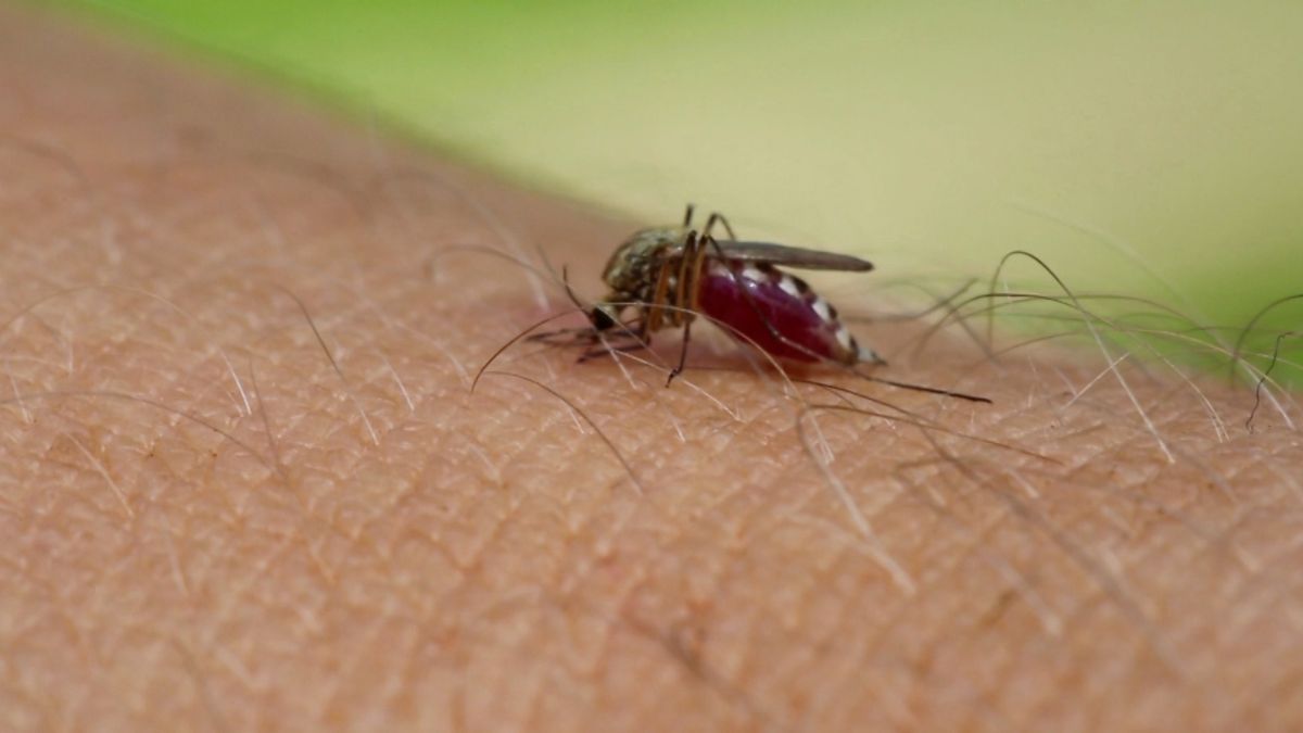 Friburgo alerta para risco de mosquito da dengue
