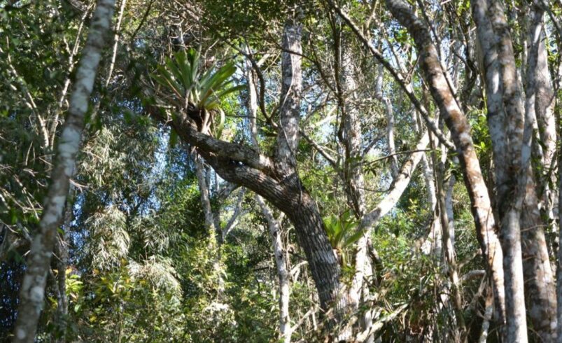 Nova Friburgo ganha nova reserva de Mata Atlântica