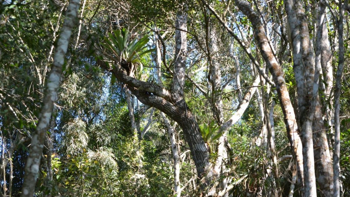 Nova Friburgo ganha nova reserva de Mata Atlântica