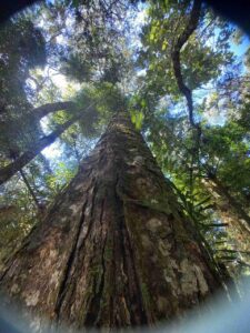Friburgo ganha nova reserva de Mata Atlântica