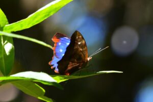 Friburgo ganha nova reserva de Mata Atlântica